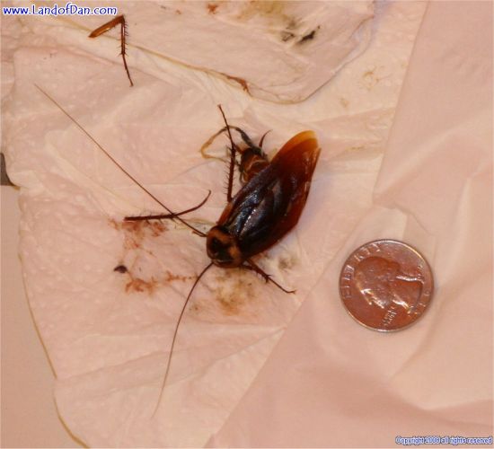 American Cockroach